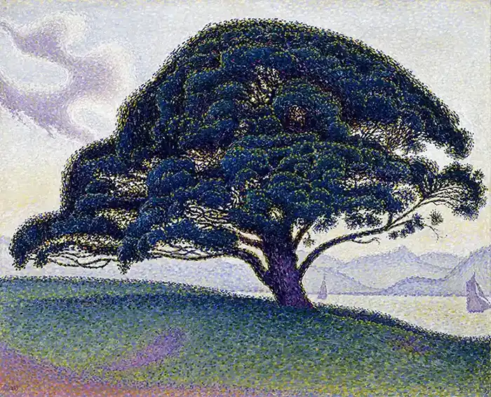 The Bonaventure Pine